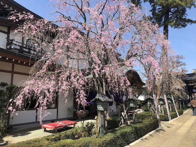 密蔵院の枝垂れ桜