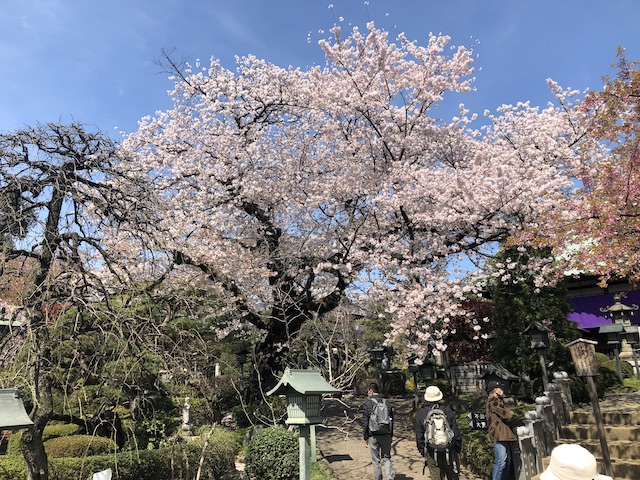密蔵院桜