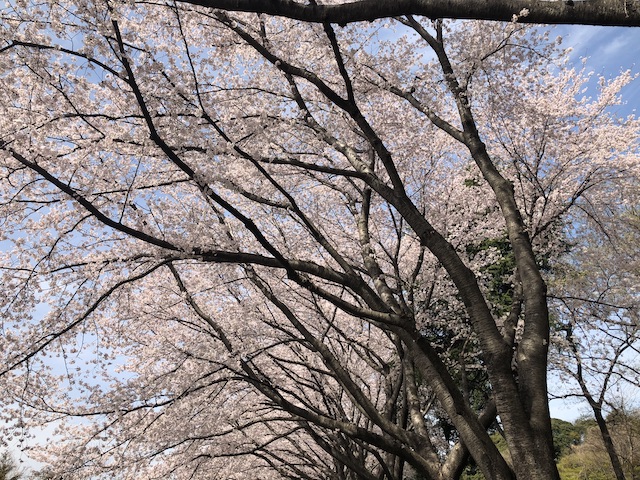 赤山城跡の桜並木３