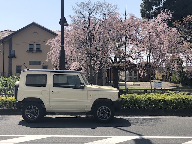 新井宿の枝垂れ桜