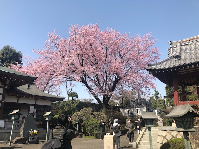 密蔵院の安行桜３